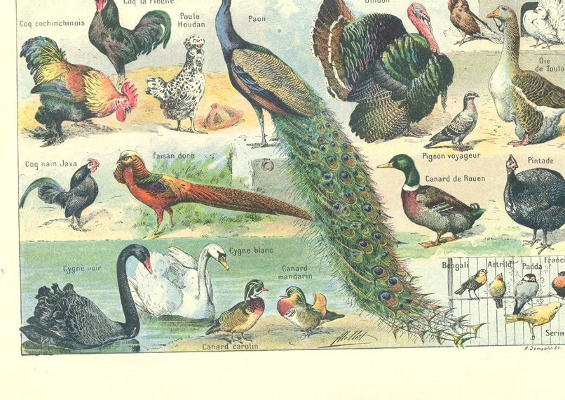 Pets Poster 1922 Vintage Domesticated Animals Art Vintage Farm Etsy