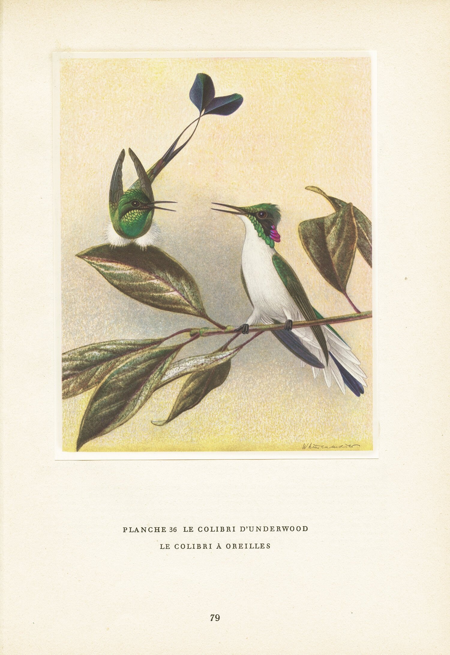 Illustration Colibri d'underwood Vintage de 1961. Petite Affiche à Oreilles. Illustration d'oiseaux 