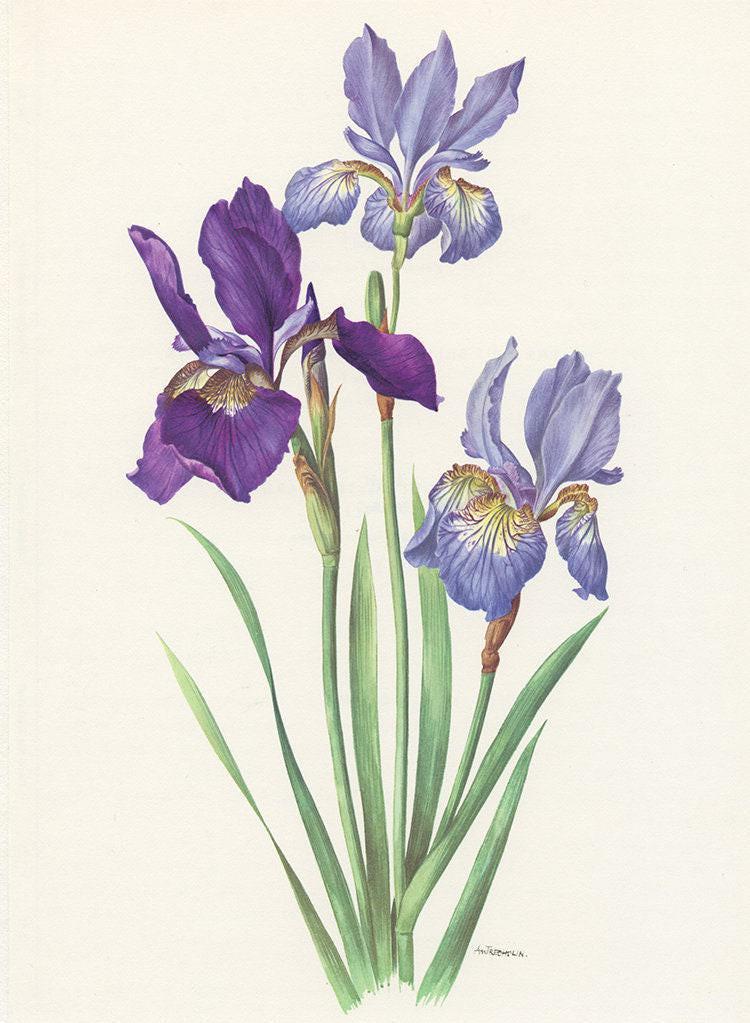 Purple Siberia iris flower wall decor- 1964 Vintage botanical art