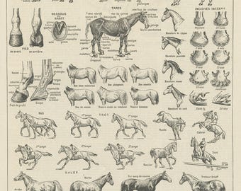 1936 vintage Horse print for equestrian home decor. Old Horse poster gift for rider Cottagecore cabincore equine granny chic grandmillennial