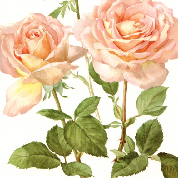 Pink Roses Art 1962 Vintage Botanical Art Vintage Floral | Etsy