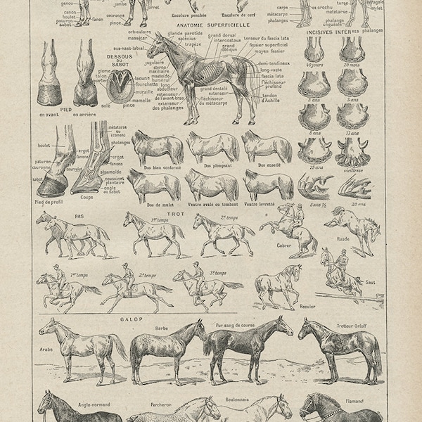 1922 illustration vintage de chevaux Cadeau cheval Cadeau équitation Poster de chevaux page de dictionnaire français