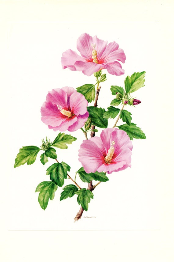 1972 Illustration Botanique Vintage Hibiscus Poster de Fleur Violette Déco Décoration Mauve Nature