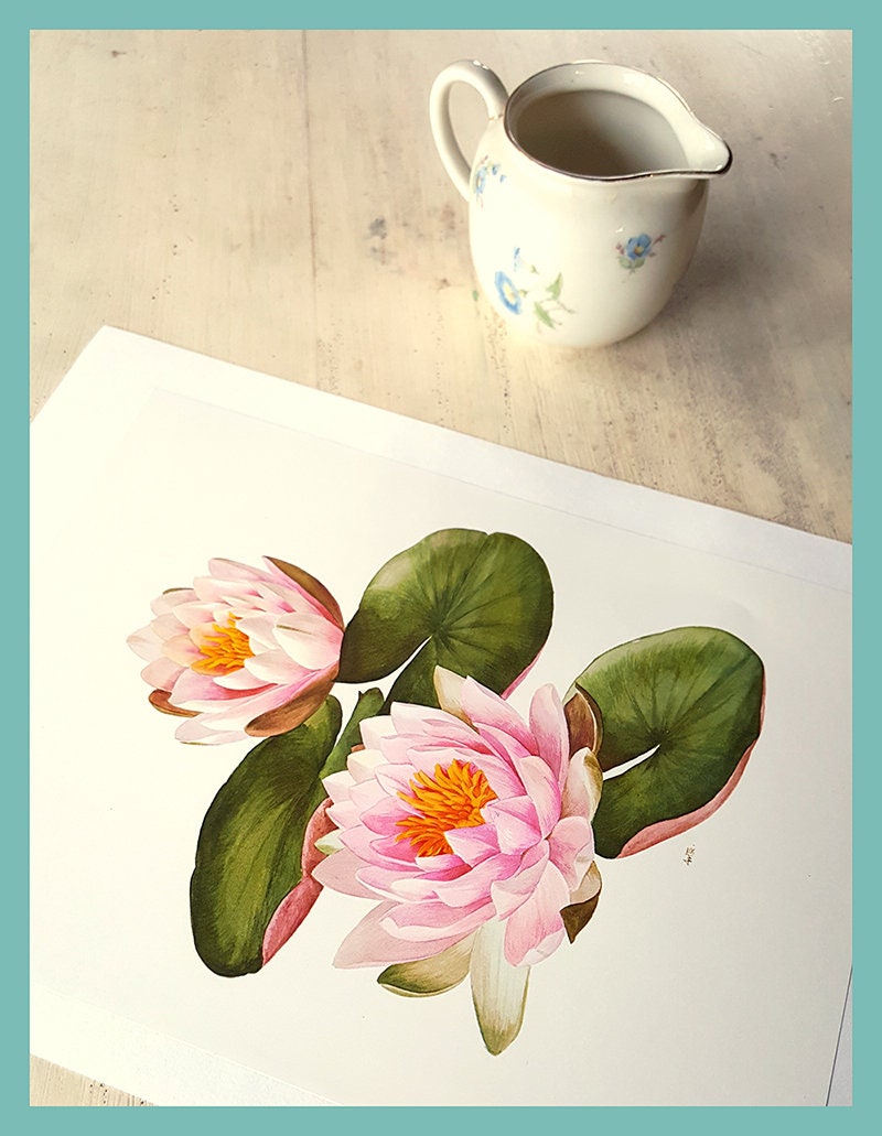 Illustration de Nymphea Vintage 1972 Aquarelle Nénuphar Fleur Lotus Illustration Botanique Poster Fl