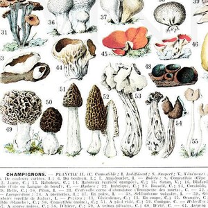 1936 Mushrooms print, vintage mushroom chart for cottagecore kitchen decor, Forest Mushroom art, cabincore woodland botanical illustration image 2