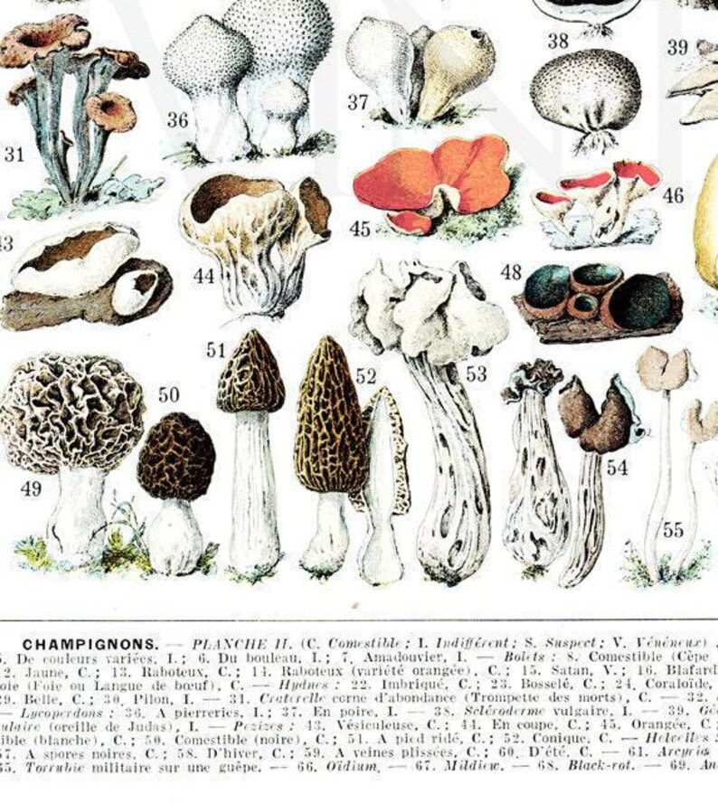 1936 Mushrooms print, vintage mushroom chart for cottagecore kitchen decor, Forest Mushroom art, cabincore woodland botanical illustration image 2
