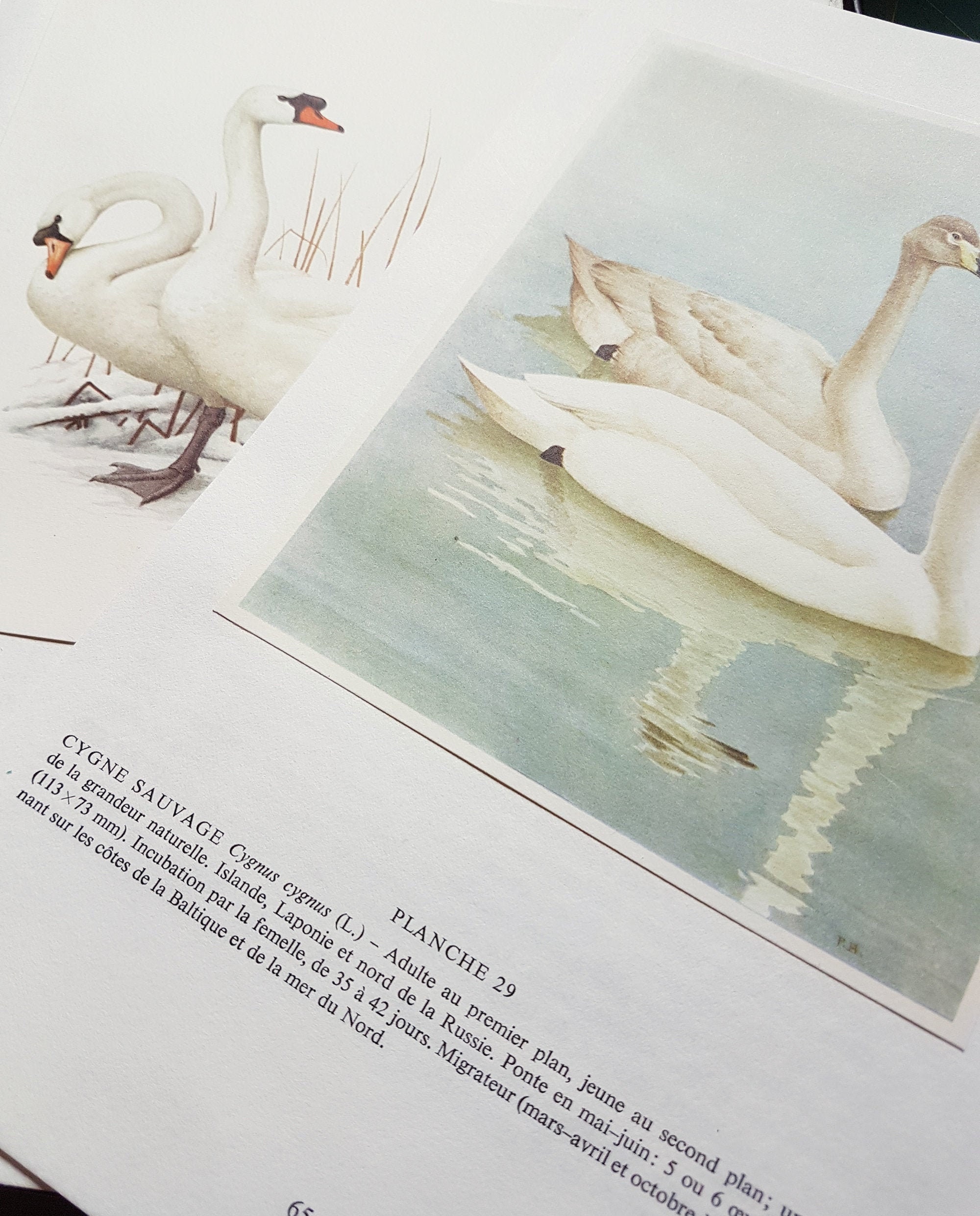 Paires de Petites Affiches Cygnes Blancs 1962. Poster Cygne Blanc Vintage. Cadeau Oiseaux Pour Ornit