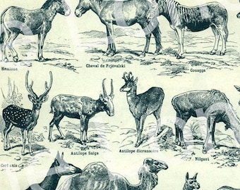 1922 Vintage Mammals Animal Poster. Small French Antique Animal