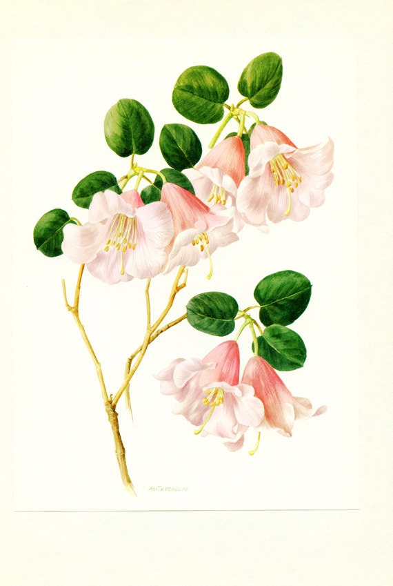 1972 Illustration de Rhododendron Vintage Image Fleurs Roses Illustration Botanique Déco Florale Dec