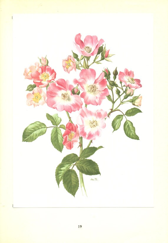 Roses Rose 1962 Vintage Aquarelle Botanique American Pillar Peinture de Déco Roses Deco Florale Cade