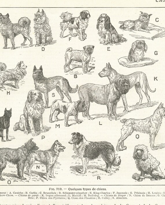 Small Dog Breeds Chart
