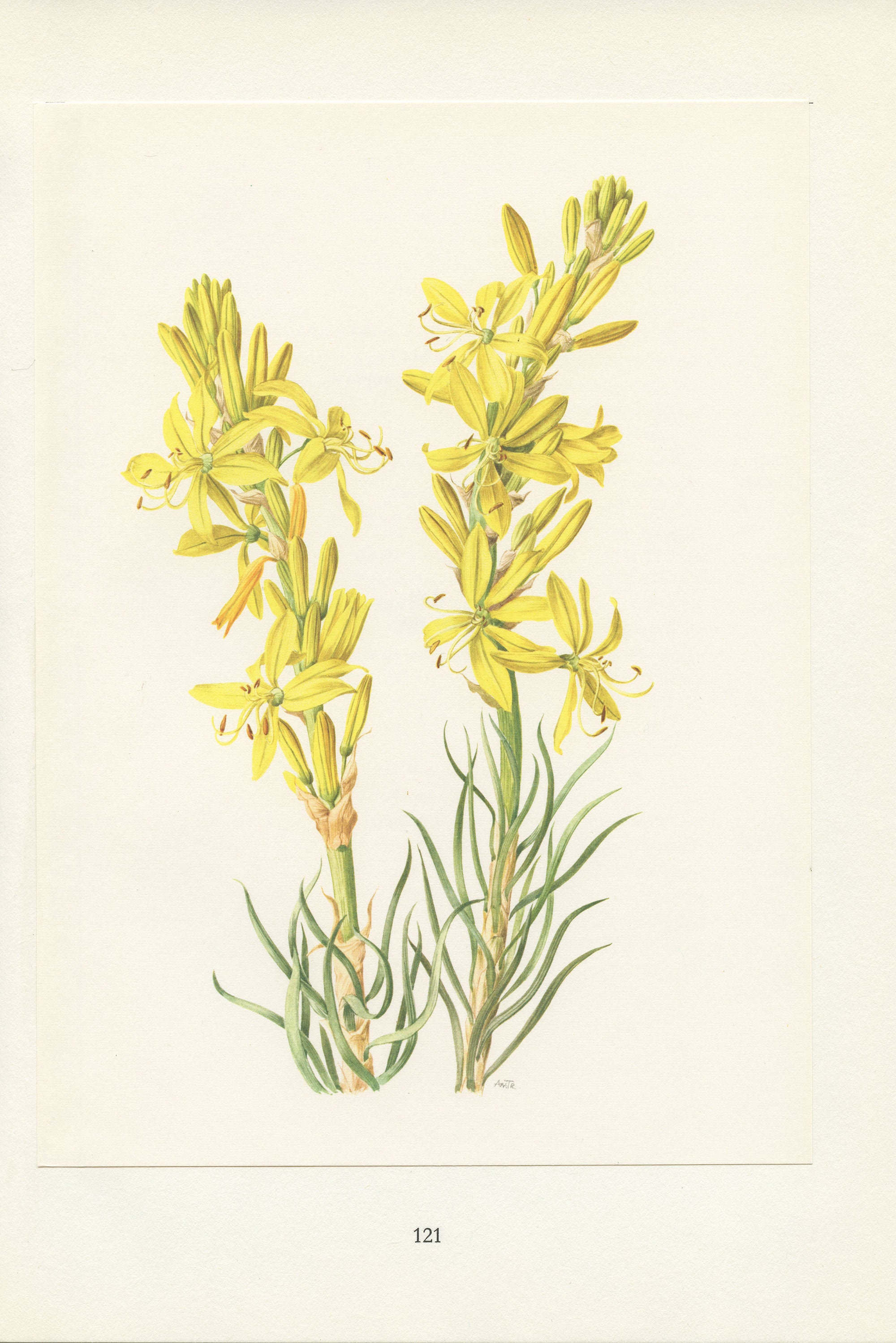 1970 Illustration Botanique