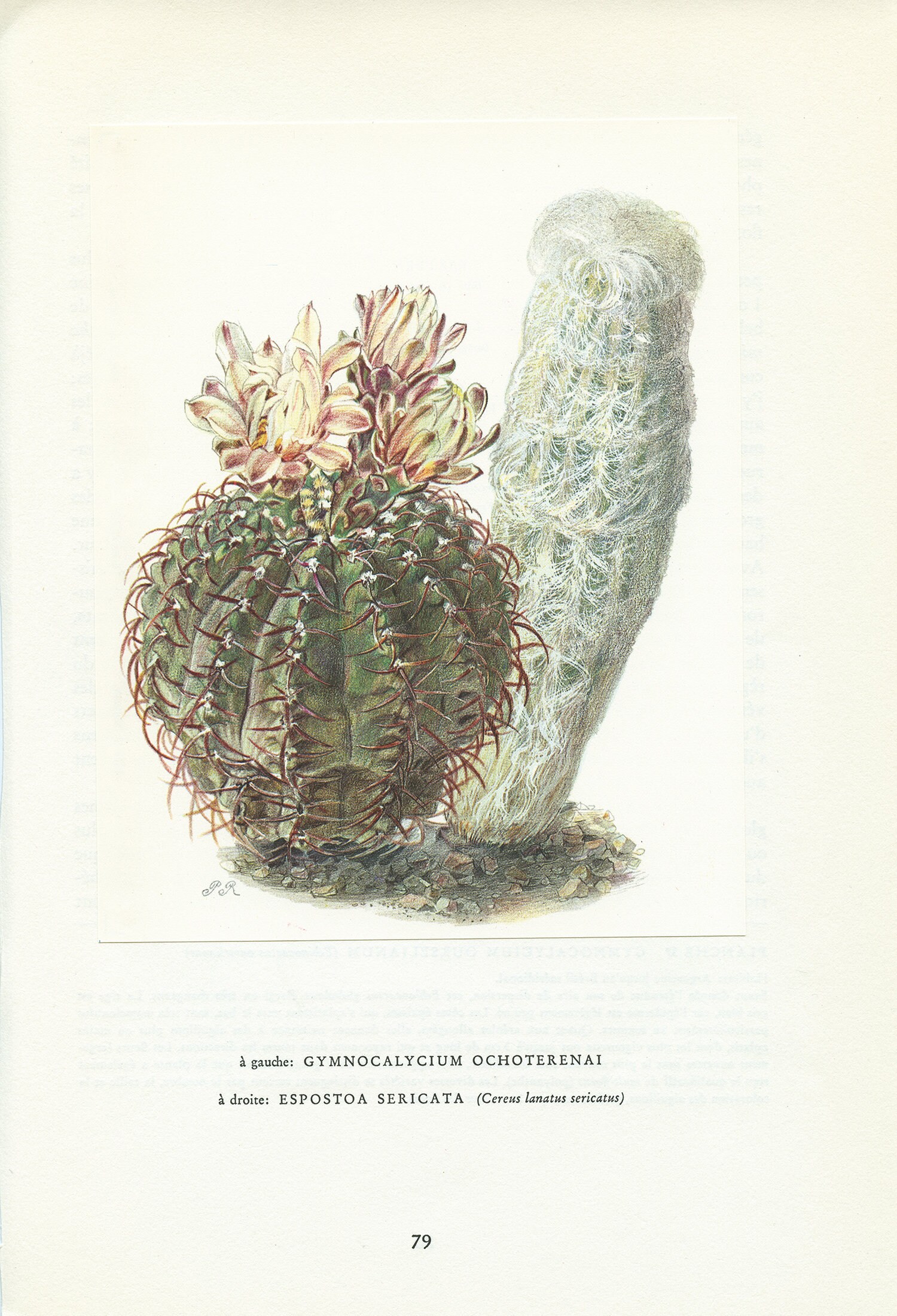 1954 Illustration de Cactus Vintage Gymnocalycium & Espostoa Cadeau Plantes Art Botanique Déco Natur