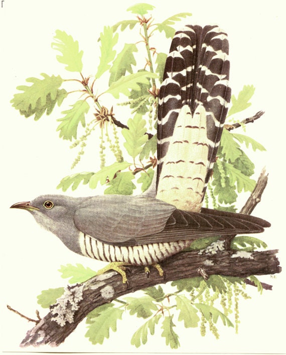 1959 Illustrations Doiseau Vintage Gravure De Coucou Gris Image Doiseau Cuculus Canorus Illustration Ancienne Doiseau