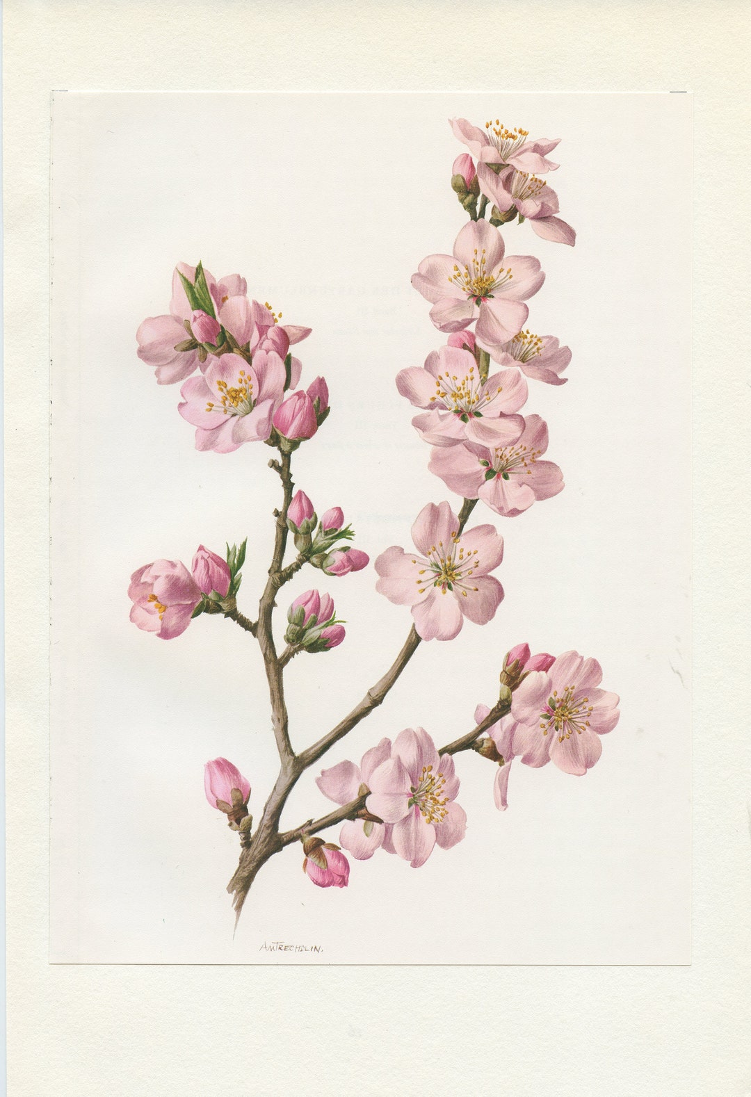 Peach Tree Art 1972 Vintage Peach Tree Print Pink Flower Etsy