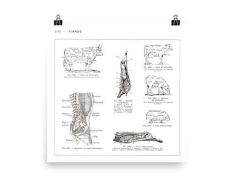 Large square French butcher cuts poster reprint from 1952. Cuts of beef pork  veal sheep mutton. Restaurant butcher chart kitchen decor gift