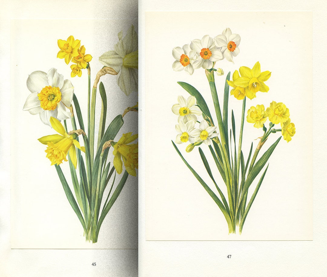 Yellow & White Daffodil Botanical Print Set of 2 From 1964. Vintage Jonquil/ Narcissus Flower ...
