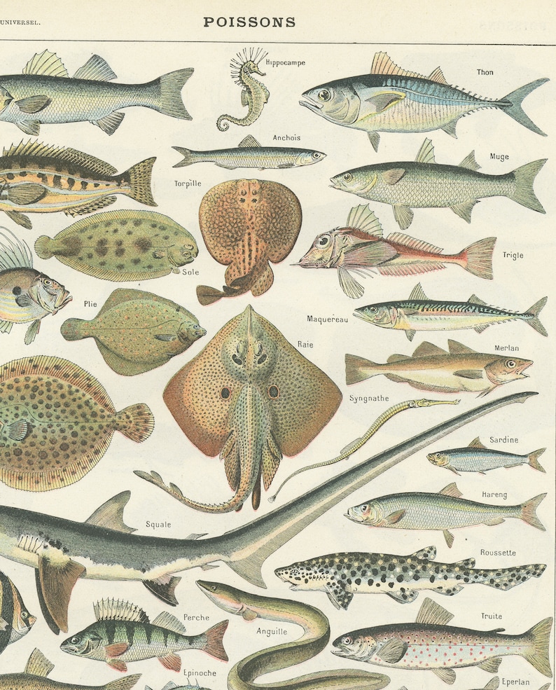 ASSIETTE À POISSON Karlskrona Porslinsfabrik Années 50 Vintage Suède