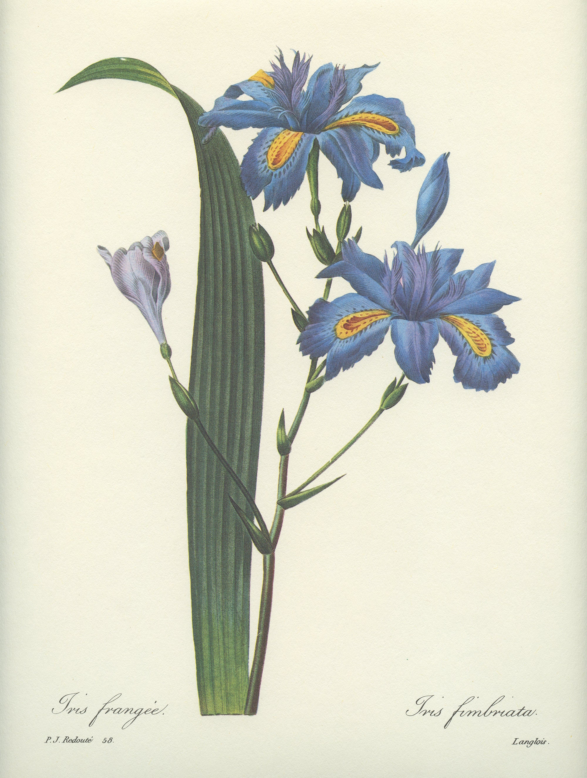 1986 Illustration Botanique d'iris Frangée Iris Fimbriata Par Pierre-Joseph Redouté Deco Florale de 