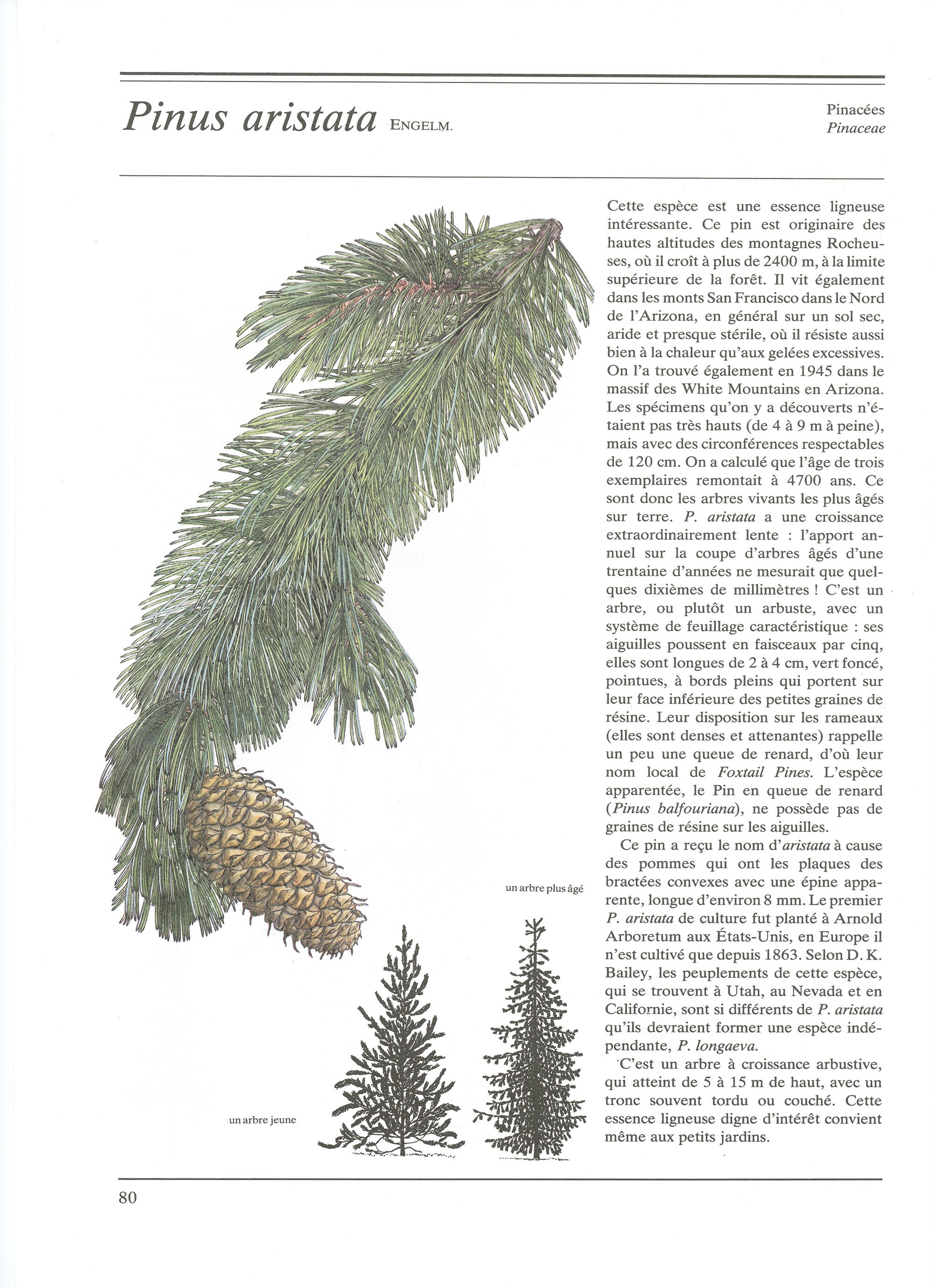 Illustration de Pin Weymouth & Pinus Aristata Vintage 1984. Art Botanique. Cadeau Pour Jardinier ou 