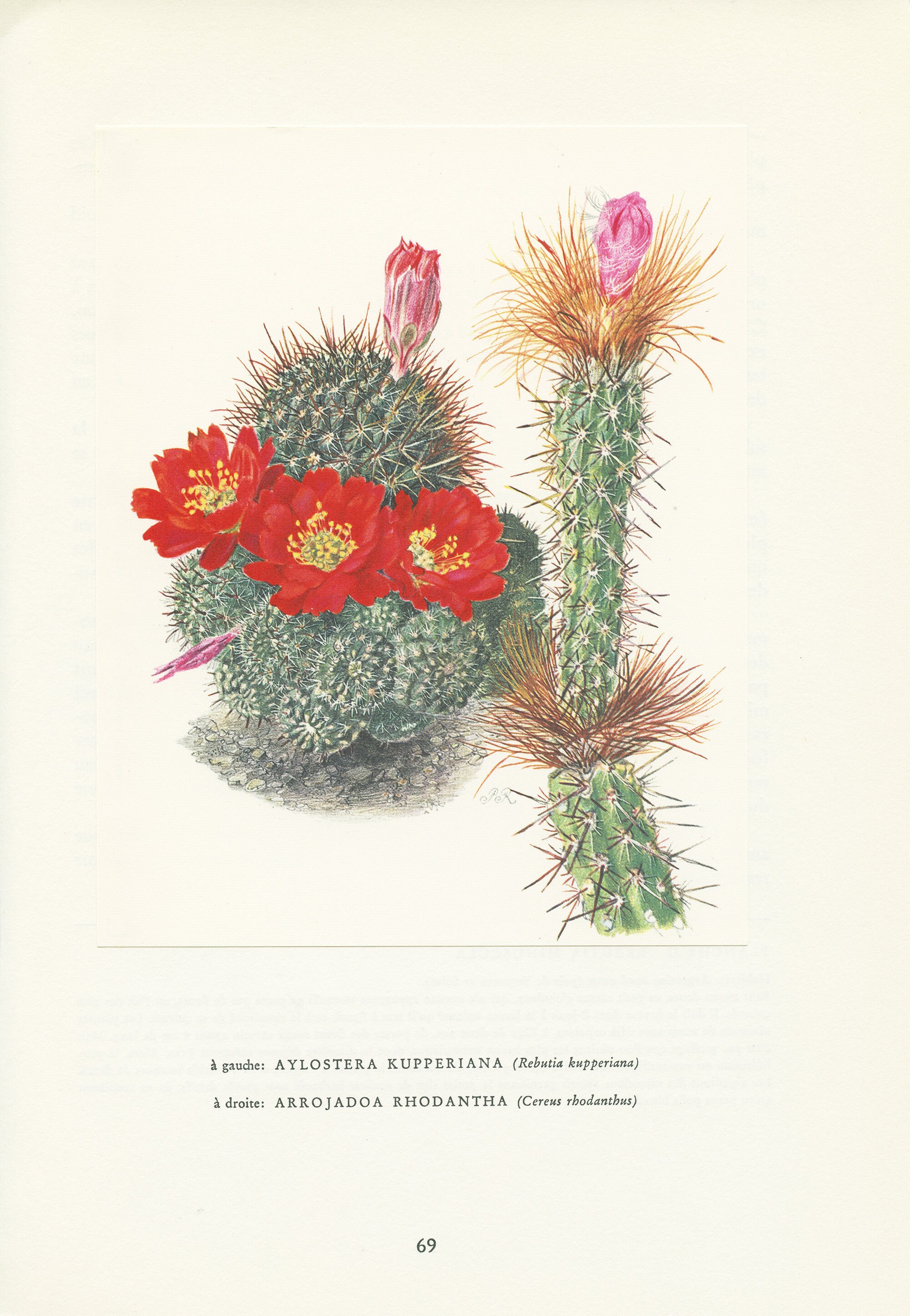 1954 Illustration de Cactus Vintage Rebutia Kupperiana & Arrojadoa Rhodantha Fleur Rouge Art Botaniq