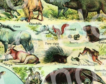 1922 Vintage Mammals Animal Poster. Small French Antique Animal