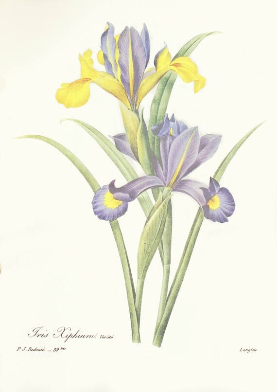 Iris Xiphium - 1986 Affiche Botanique Violet - Shabby Chic - Redouté - Planche Iris Bleu Vintage Fle