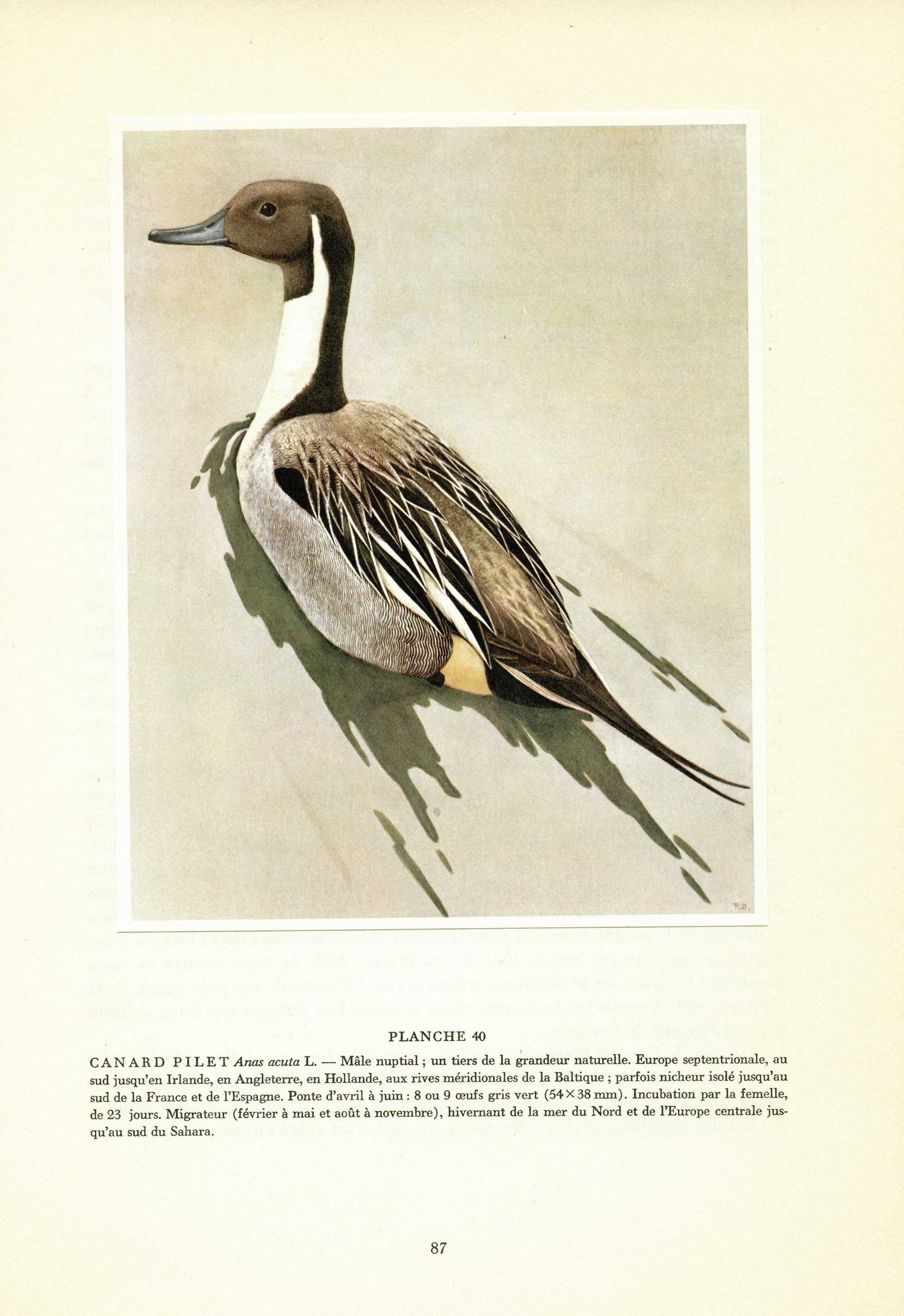 Illustration de Canard Pilet 1962 Par Paul Barruel. Affiche Vintage. Cadeau Oiseaux Migrateurs Aquat