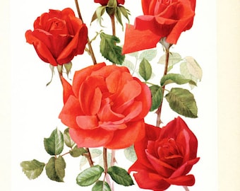 vintage 油彩 F1 赤 薔薇 油絵 roseヴィンテージ アンティーク vintage art F1号 赤いバラの油絵 | glacé nomivis - 絵画