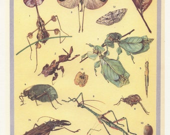 Petite affiche d'insectes mimétiques A4 pour Décoration murale. Illustration animalière vintage. Cadeau pour entomologiste phasme mante