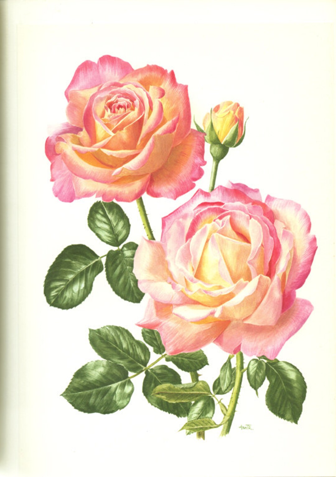 Pink Chicago Peace Rose Flower From1967. Small Vntage Botanical