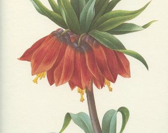 1986 Redoute orange Fritillaria imperialis botanical print. Floral poster. Vintage Cottage country decor. Flower art Gardener gifts