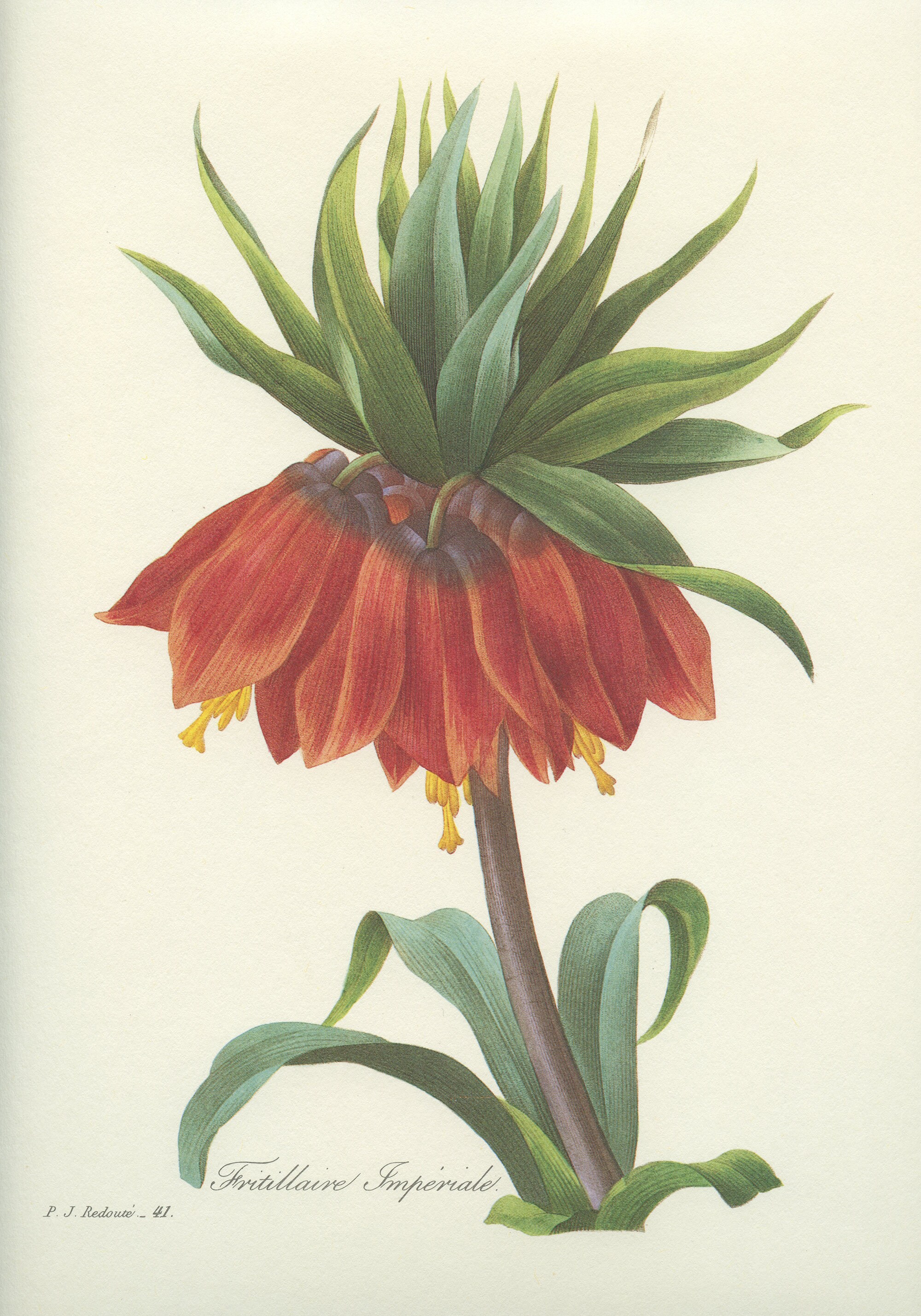 1986 Illustration Botanique de Fritillaire Impériale Orange Par Pierre-Joseph Redouté Deco Florale C