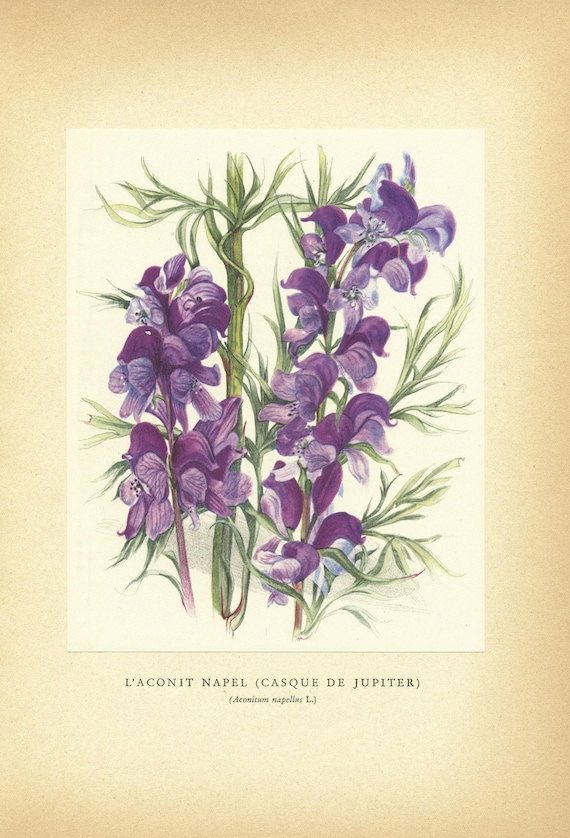 Vintage Aconite Monkshood Plant Botanical Print 1959. Small Botanical  Poster. Purple Office Decor. Botany Teacher Gift Flowers Wall Art - Etsy