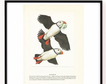 Atlantic puffin birds print, 1962 Puffin print, French vintage coastal decor, Puffin decor, Antique bird prints,  puffin gifts, rts CDC