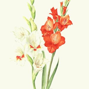 Gladiolus flowers art, 1964 Vintage botanical art, Red gladiolus flower, White gladioli artwork, small watercolor poster, cottage decor image 1