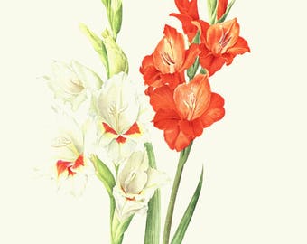 Gladiolus flowers art, 1964 Vintage botanical art, Red gladiolus flower, White gladioli artwork, small watercolor poster, cottage decor