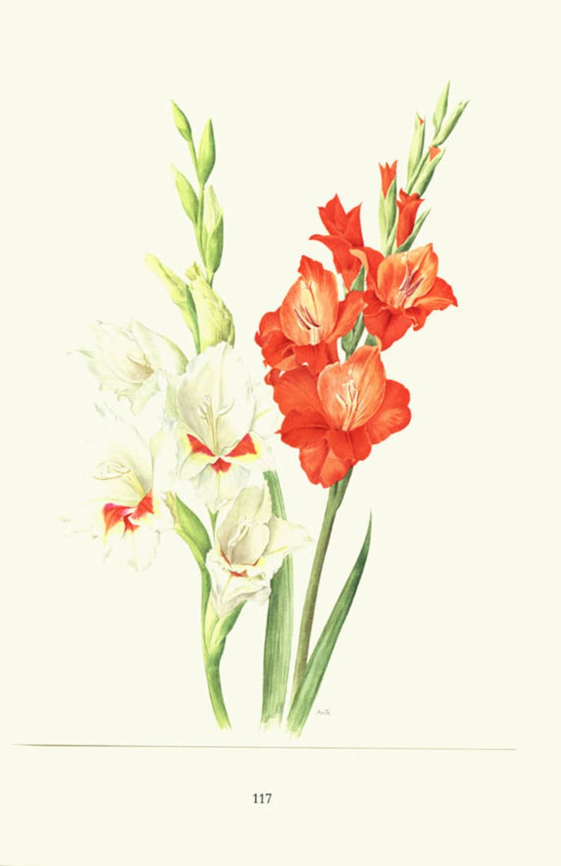 Gladiolus flowers art, 1964 Vintage botanical art, Red gladiolus flower, White gladioli artwork, small watercolor poster, cottage decor image 1