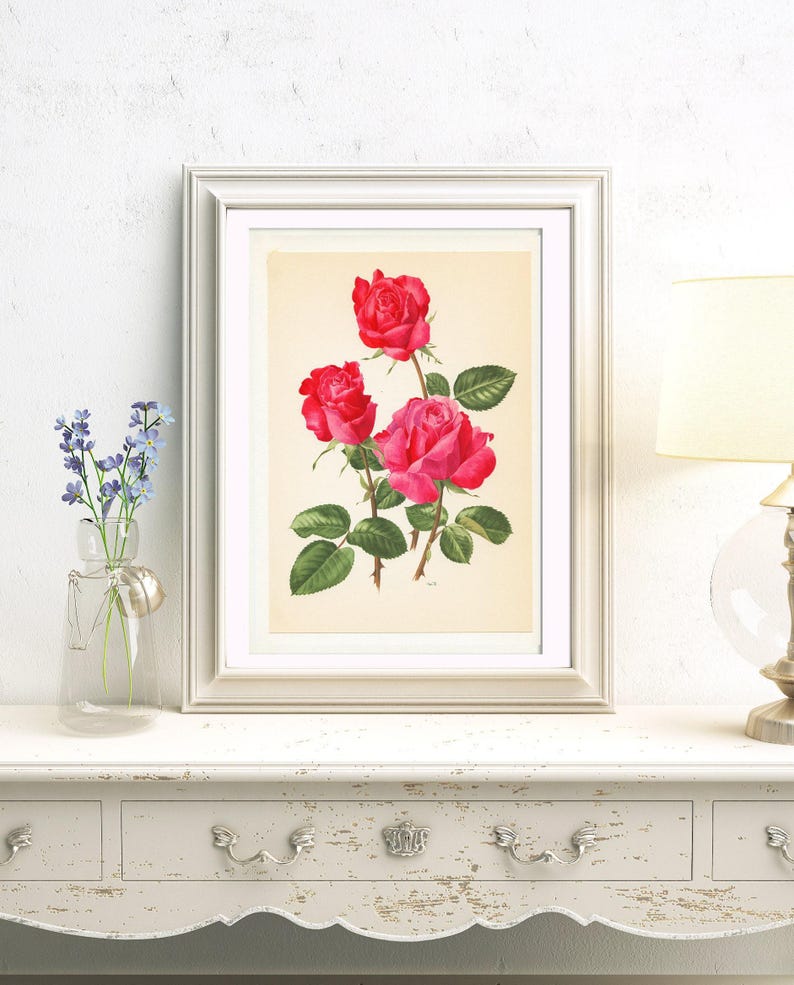 Dark Pink Roses Botanical Art 1962. Vintage Cassin Rose Botanical Print ...