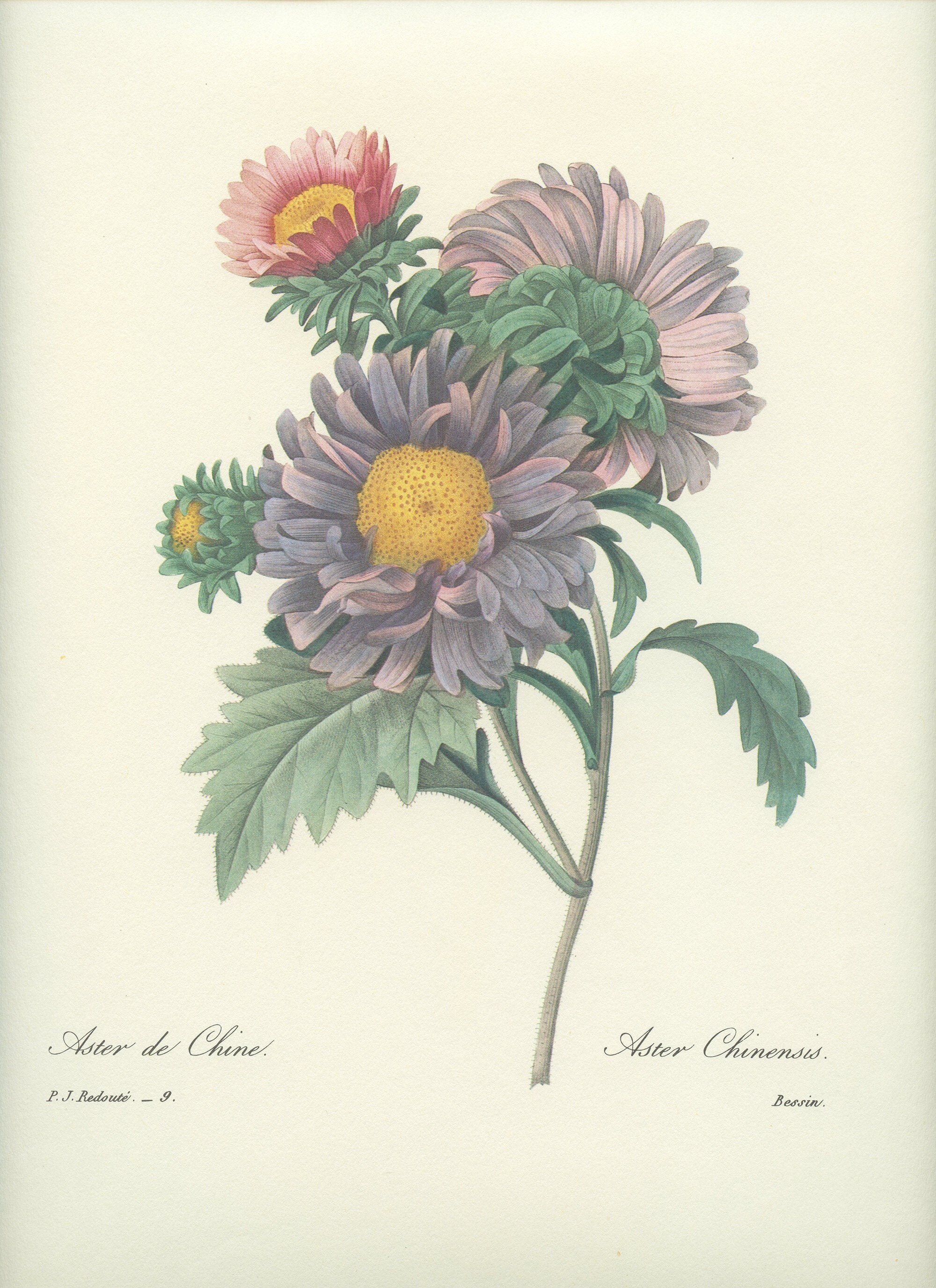 1986 Illustration Botanique d'aster de Chine Par Pierre-Joseph Redouté Deco Florale Cuisine Vintage 