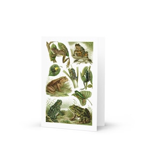 May include: A white greeting card featuring a detailed vintage-style illustration of various frog and toad species in natural green and brown tones. The artwork displays multiple amphibians perched on leaves, sitting in grass, or resting in water.