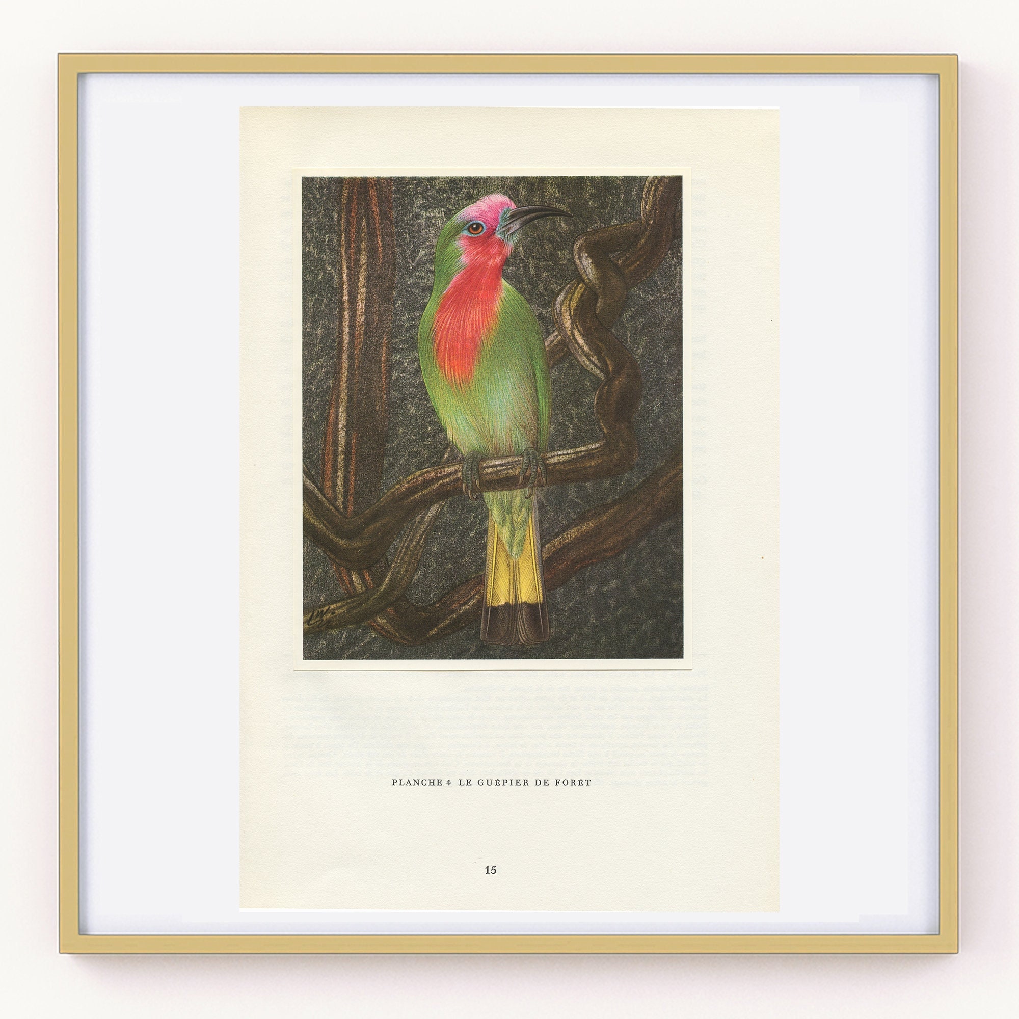 Illustration de Guêpier à Fraise 1961 Vintage. Illustration Rétro d'oiseau Tropical. Décoration Oise