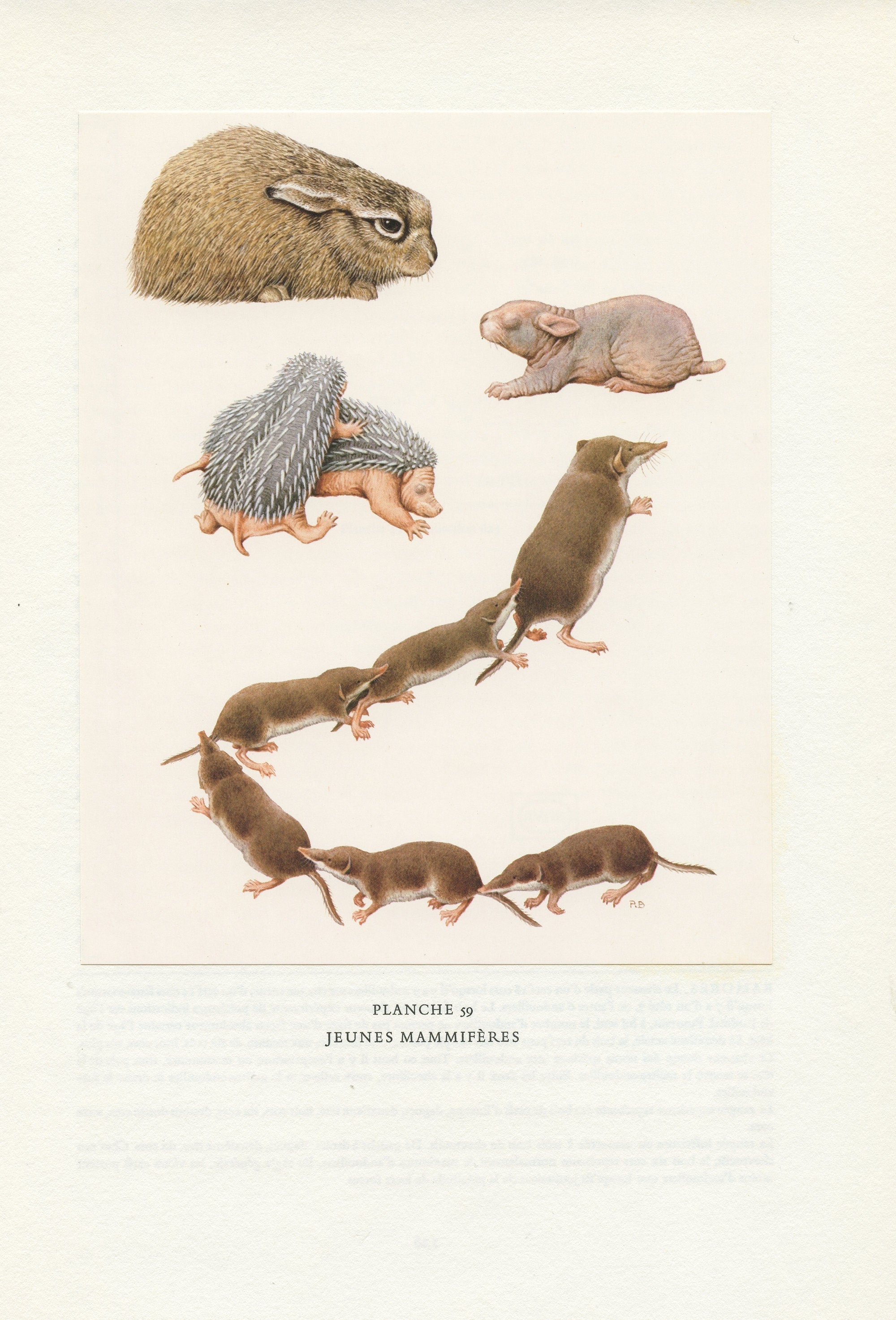 1970 Illustration de Jeunes Mammifères Vintage Par Paul Barruel. Animalière Lièvre, Lapin, Hérisson,