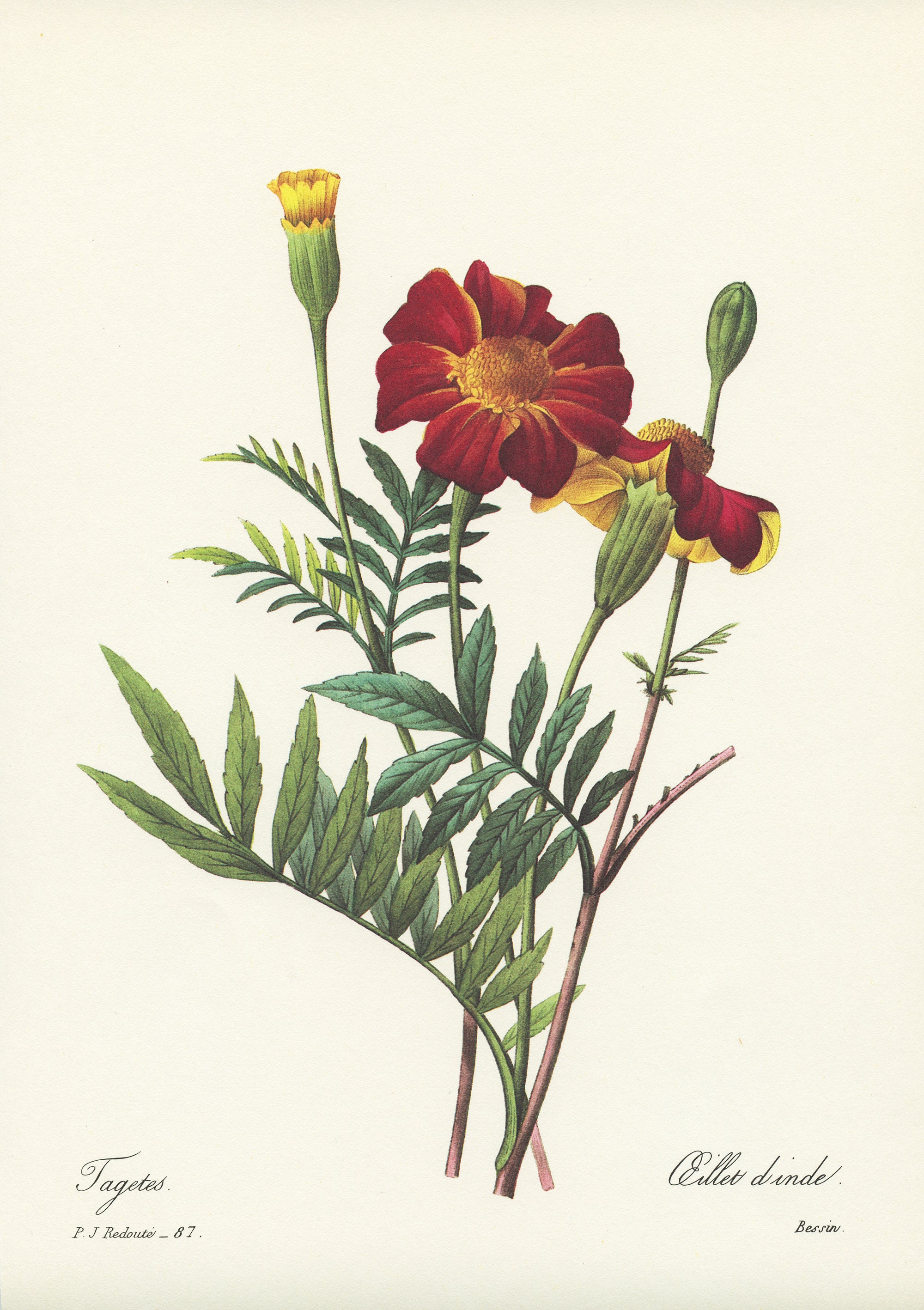 Illustration Botanique de Tagetes/Oeillet d'inde Rouge Par Redouté 1986. Déco Florale Cuisine Vintag