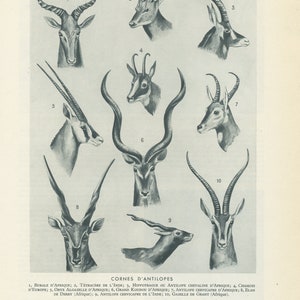 1949 Antelope print. Antique horns & heads chart. Old science poster. Vintage black and white Animal Biology teacher gift for office decor.