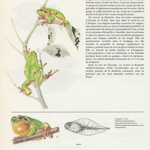 May include: Illustration of a green tree frog on a branch, with a detailed drawing of a tadpole and a frog with its vocal sac inflated. The text describes the frog's habitat and characteristics.