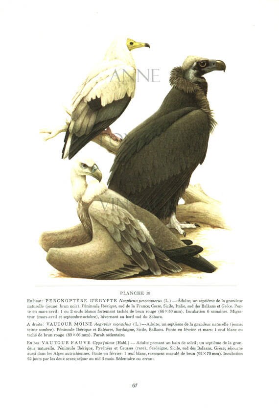 1959 Illustration Vintage de Vautour Poster Charognard Vautour d'egypte Moine Fauve Baruel