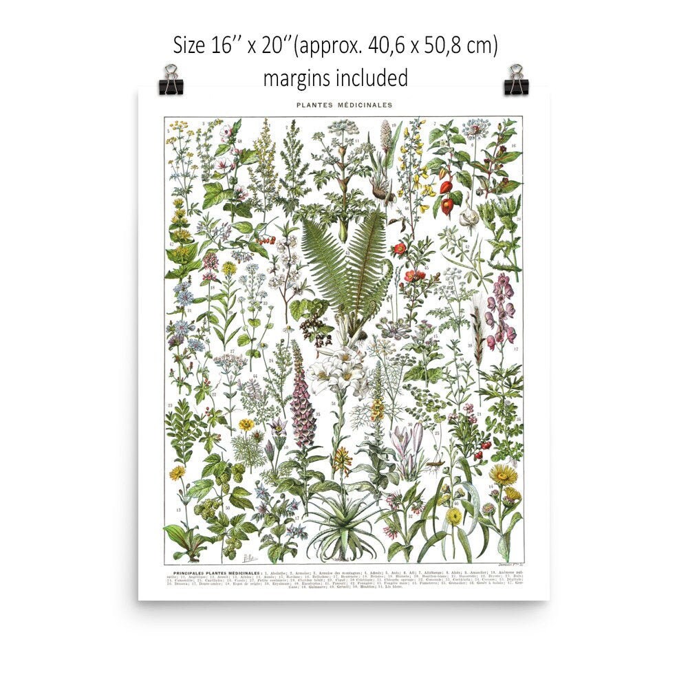 Grande Affiche Botanique de Plantes Médicinales A à F. Deco Herboristerie. Grand Poster. Cadeau Phar