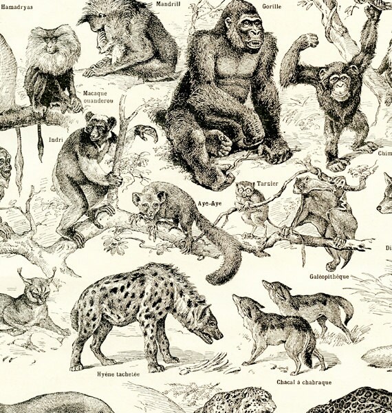 洋書 CLASSIC NATURAL HISTORY PRINTS MAMMALS 洋書 CLASSIC NATURAL HISTORY PRINTS MAMMALS Mammals (Classic