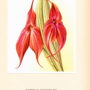 Peut inclure: Une illustration botanique de deux fleurs d'orchidée Masdevallia veitchiana rouge orangé vif avec de longs pétales pointus et une feuille vert pâle derrière. Le texte MASDEVALLIA VEITCHIANA Rchb. f. et le numéro 23 figurent en dessous.